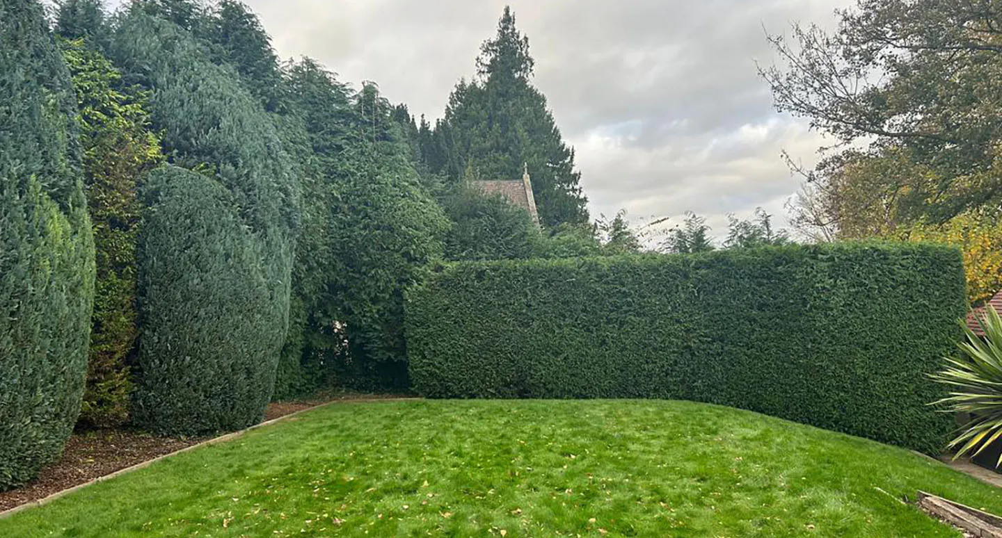 Welwyn's Trusted Tree Surgeons & Stump Grinding Specialists